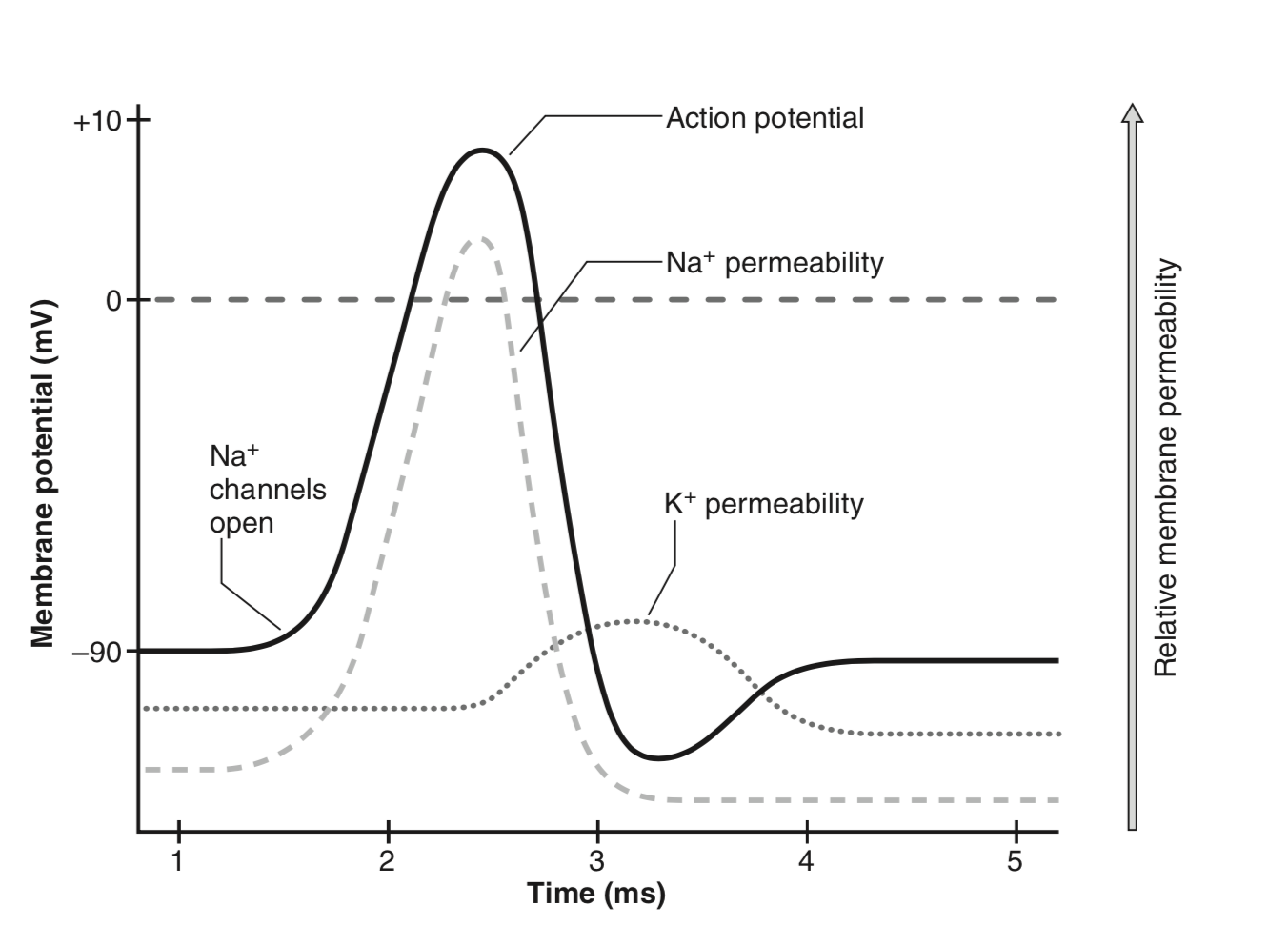 Time course of a motor action potential (figure from Kamen \& Gabriel, 2010).