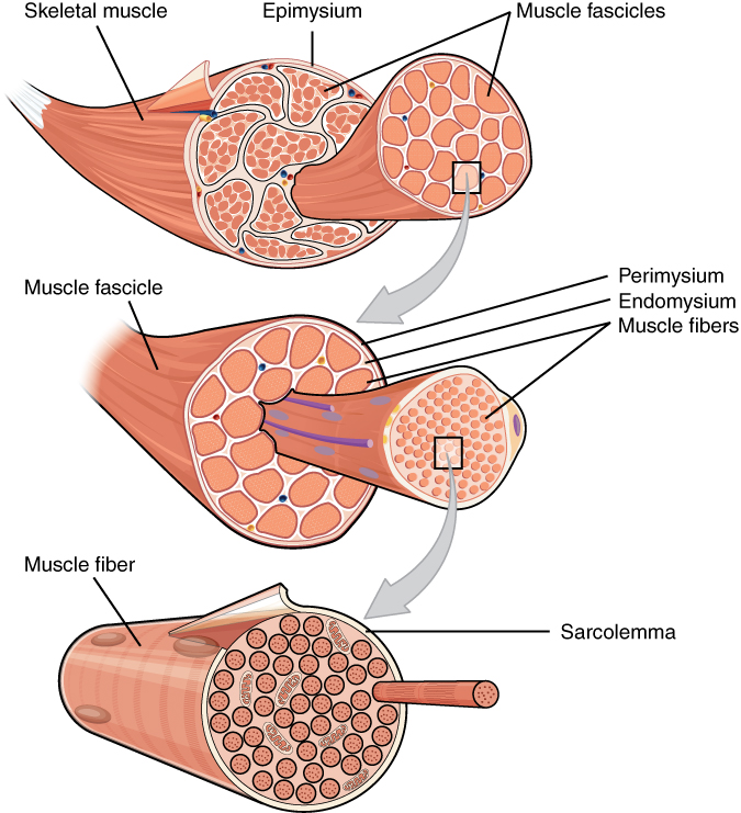 Structure of a skeletal muscle, muscle fascicle and muscle fiber. Figure from the OpenStax \textit{Anatomy and Physiology} Textbook. Download for free at \url{https://cnx.org/contents/14fb4ad7-39a1-4eee-ab6e-3ef2482e3e22@15.1}.