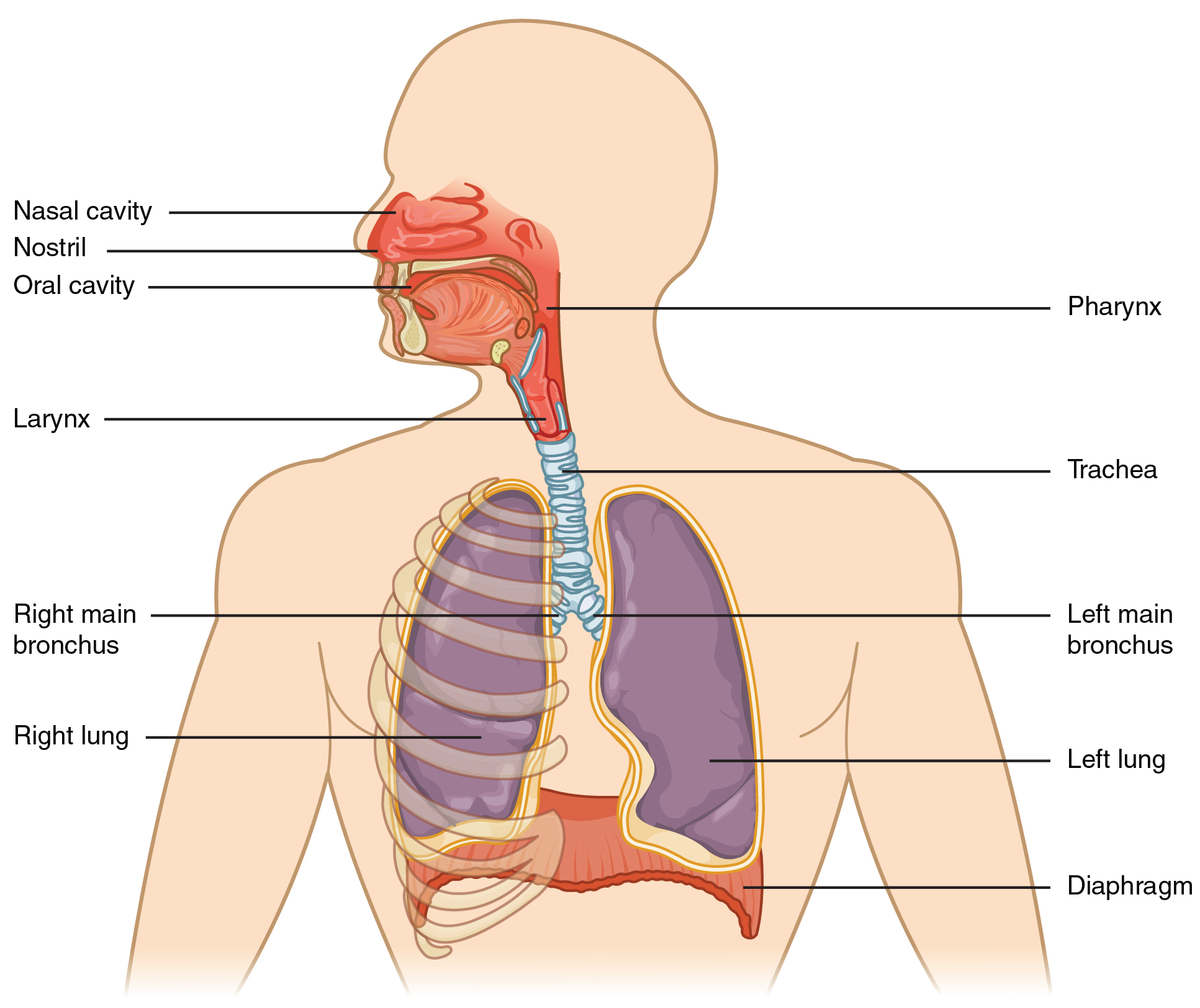 Human respiratory and phonatory system. Figure from the OpenStax \textit{Anatomy and Physiology} Textbook. Download for free at \url{https://cnx.org/contents/14fb4ad7-39a1-4eee-ab6e-3ef2482e3e22@15.1}.